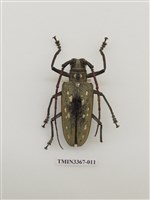 藏品(大衛大天牛)的圖片